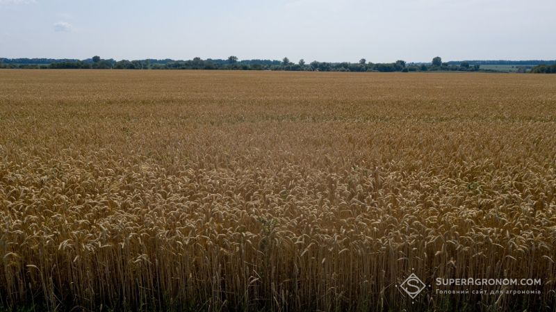 Відкриття нового гена напівкарликовості дає основу для створення посухостійкої пшениці