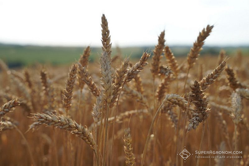 Виробництво пшениці