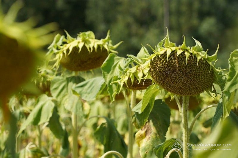Виробництво соняшнику в Україні