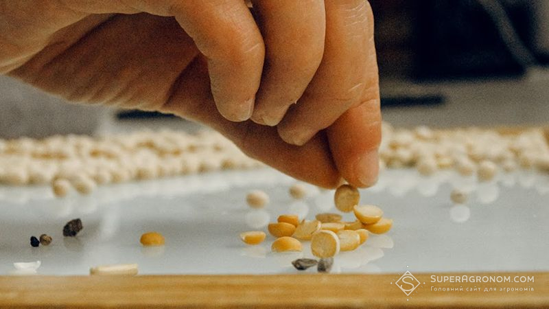 Бобові зерноїди (зернівки) — як розпізнати та боротися пояснили фахівці