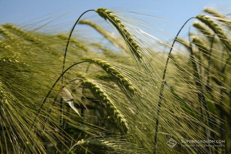 Колосся пшениці