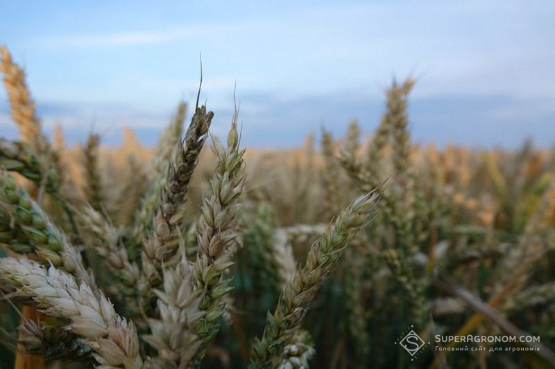 Фузаріоз пшениці