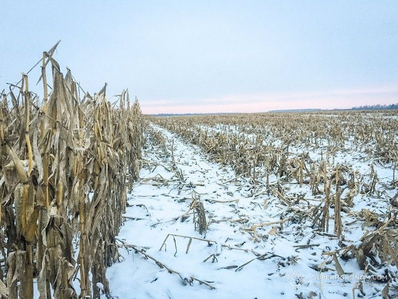 Зимове збирання кукурудзи
