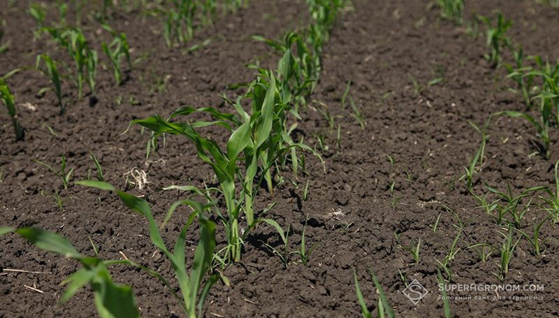 Дія гербіцидів для захисту кукурудзи на наступні культури — названо проблеми
