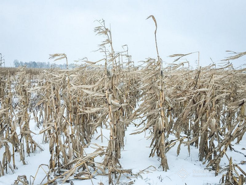 Зимове збирання кукурудзи