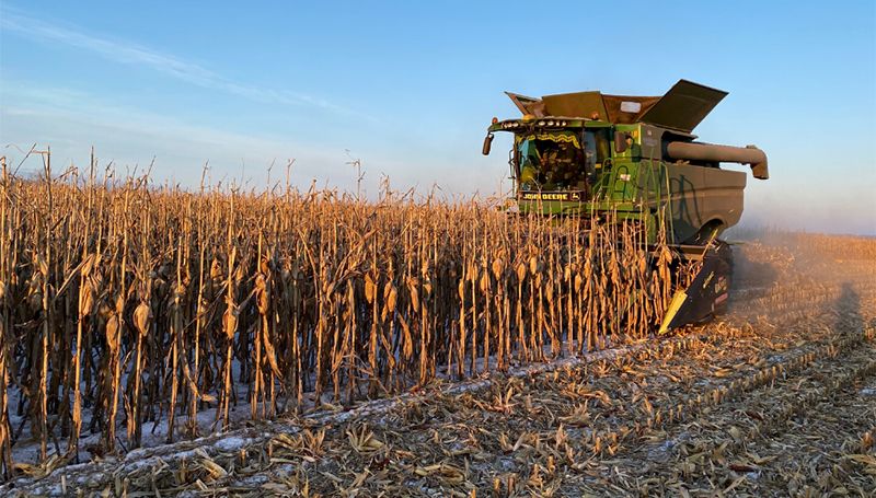 Група Агротрейд завершила жнива кукурудзи урожаю-2022