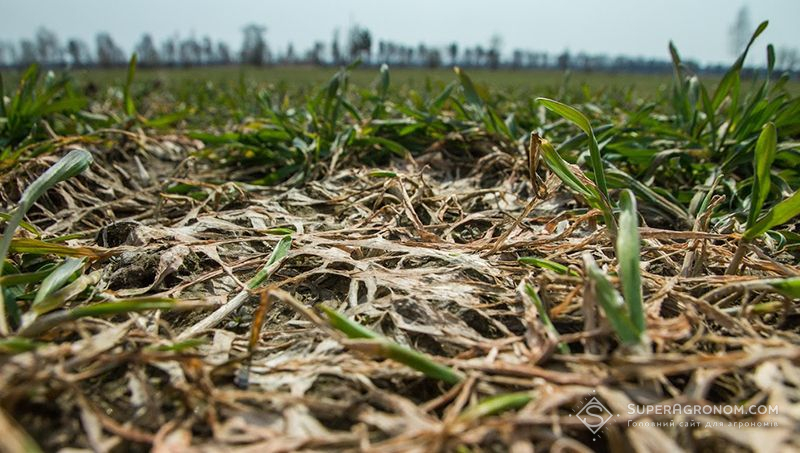 Незначний розвиток борошнистої роси спостерігається на озимих зернових та ріпаку, — Держпродспоживслужба
