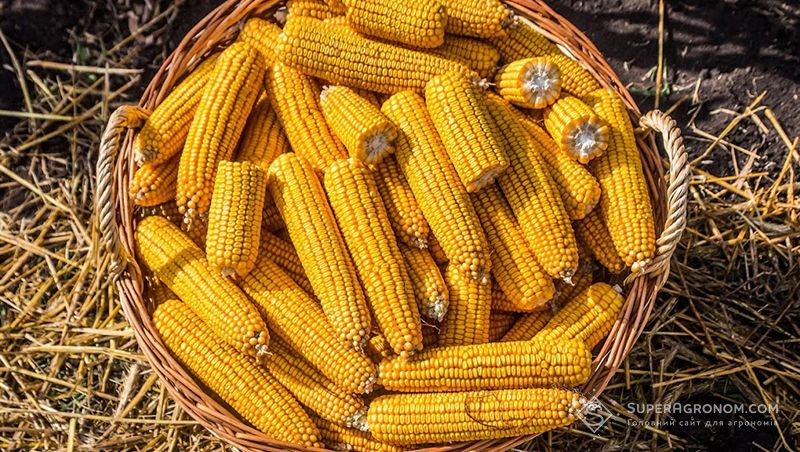 Спосіб переробки качанів кукурудзи для очищення стічних вод розробили українські вчені