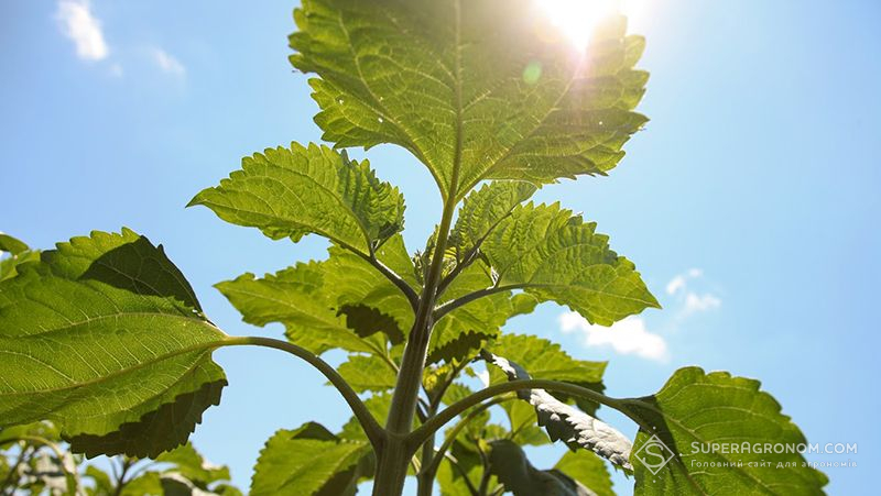 Соняшник, соя та овочі — цьогорічні пріоритети черкаських аграріїв