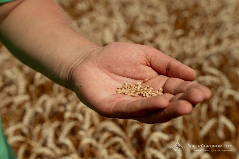 Гени пшениці