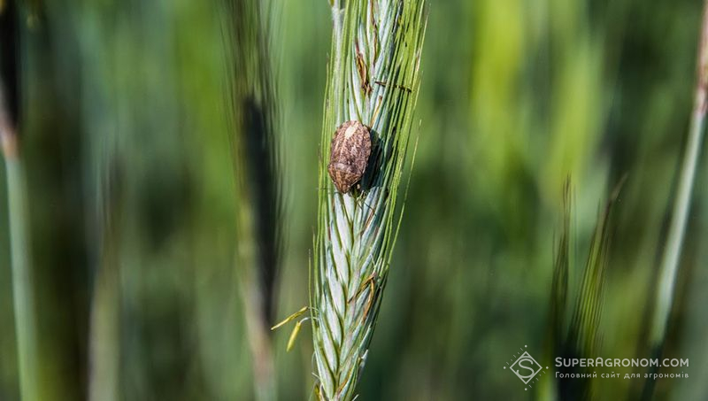 Посіви озимих зернових на Черкащині заселяє клоп шкідлива черепашка