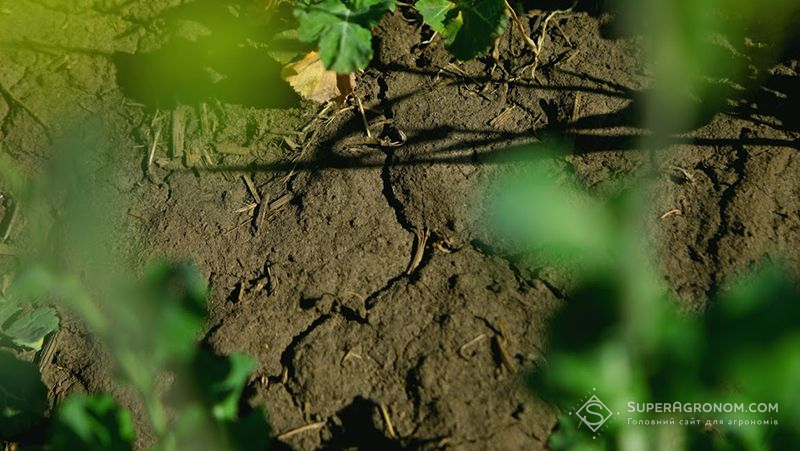 Запаси продуктивної вологи у ґрунті під озимими переважно оптимальні — Гідрометцентр