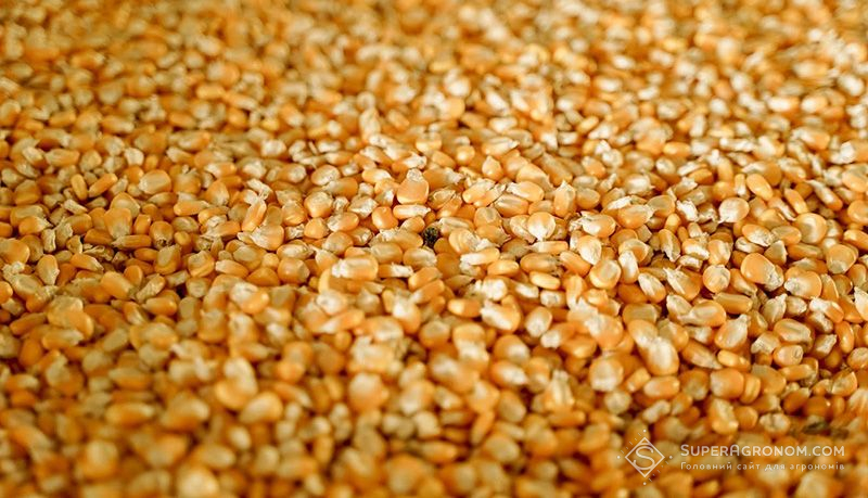 Ціна на кукурудзу та пшеницю ІІІ класу дещо підвищилась