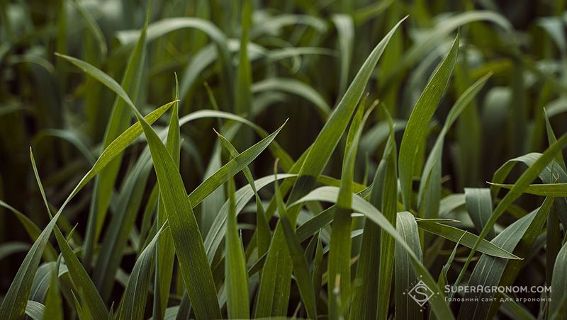 З нормами висіву пшениці експериментують в господарстві на Черкащині 