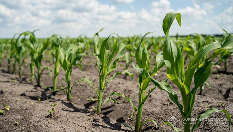 Листкове підживлення кукурудзи — названо засоби для формування якісного врожаю