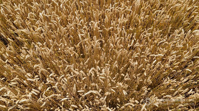 Через погодні умови на початку червня знижено прогноз урожайності пшениці в ЄС
