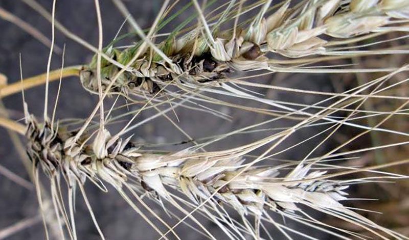 Карликова сажка пшениці: чим загрожує та як боротись — розповіла експертка