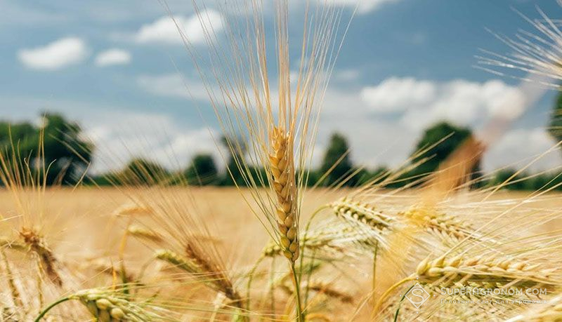 Урожай-2023 зернових в Україні на 5-7% буде меншим порівняно з 2022 роком