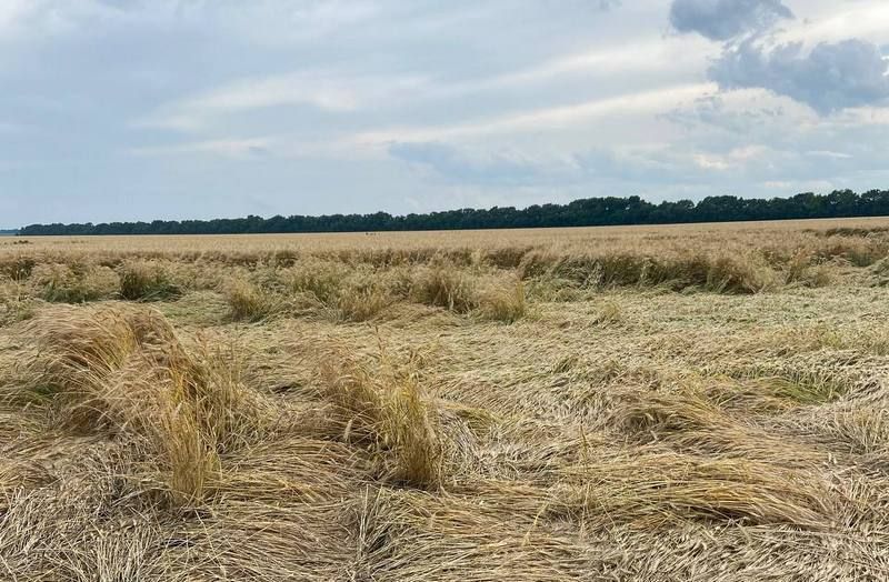 Вилягання озимої пшениці: експерт пояснив, чому варто проводити десикацію