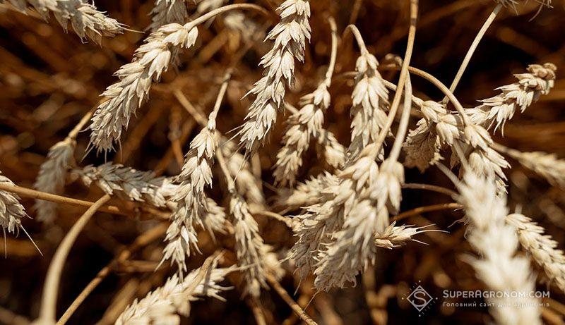 Ціни на українську пшеницю у вересні будуть не нижчими $200/т