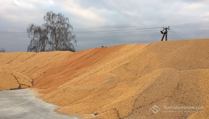 Прогноз урожаю кукурудзи в Україні в поточному сезоні збільшило USDA