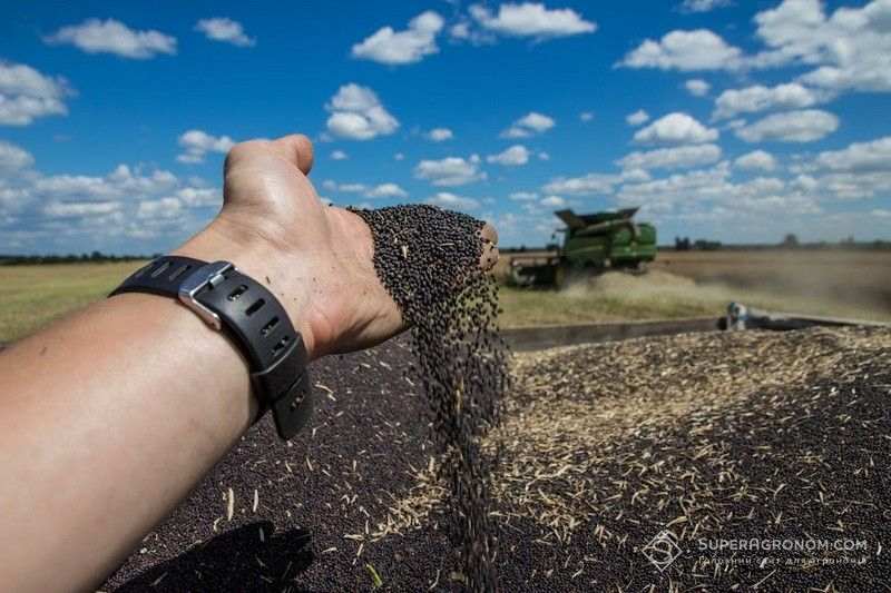 Збирання ріпаку