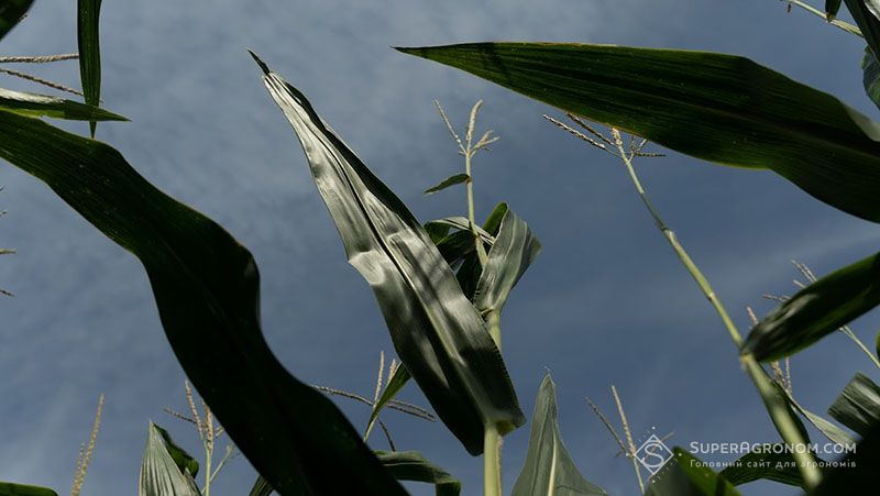 Цвітіння кукурудзи запізнюється на 1-2 тижні, можлива висока вологість зерна під час жнив