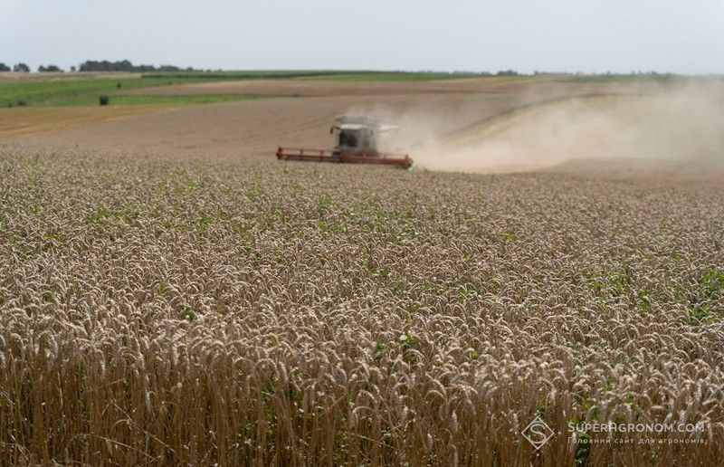 Збирання пшениці
