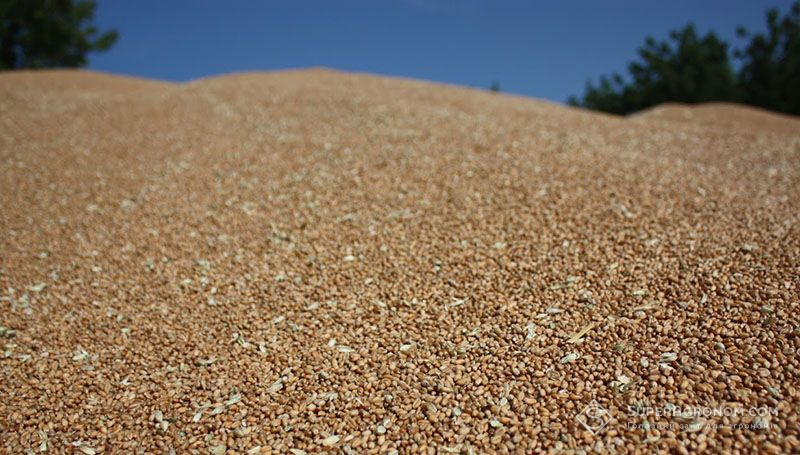 USDA збільшило прогноз урожаю пшениці в Україні на 3,5 млн т, кукурудзи на 2,5 млн т