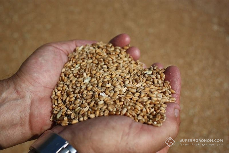 Вміст клейковини у пшениці