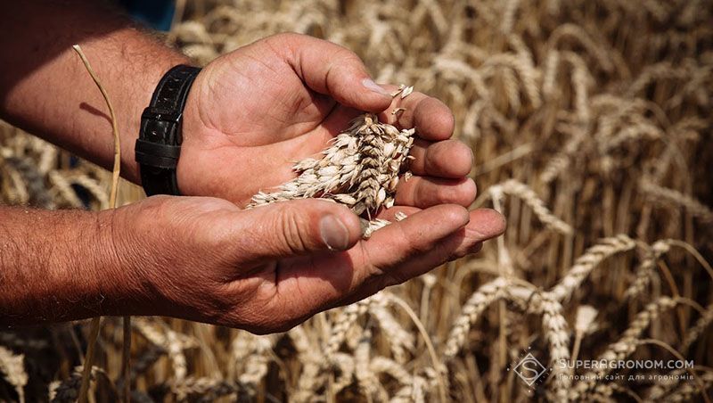 Через контракт на продаж з «Агропросперіс» фермер втратив 50% вартості зерна