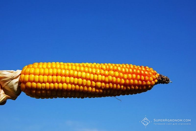 Ціни на кукурудзу