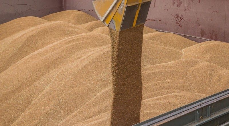Обробка зерна самостійно може призвести до відмови приймання його в портах