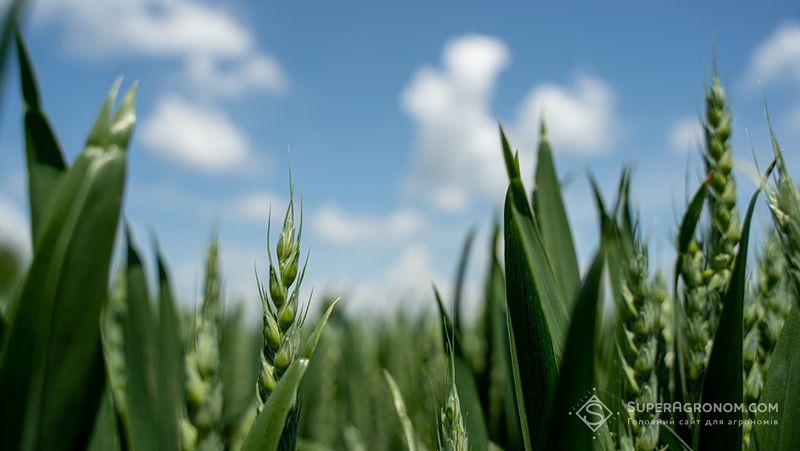 Вирощування суміші різних сортів пшениці може дати прибавку врожайності до 0,5 т/га — досвід британських аграріїв