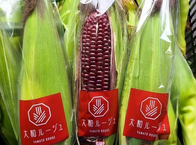 Червона цукрова кукурудза Yamato Rouge