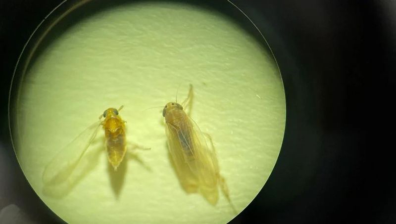 В Бразилії виявлений новий вид цикадки (Leptodelphax maculigera),  який може завдавати втрат кукурудзі до 90%