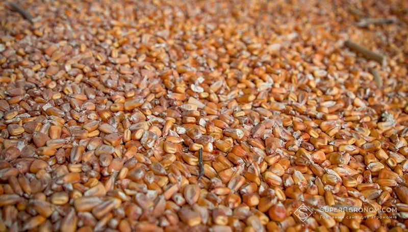 Питання якості урожаю-2024 зерна буде головним, тож не варто економити на азотному живленні пшениці