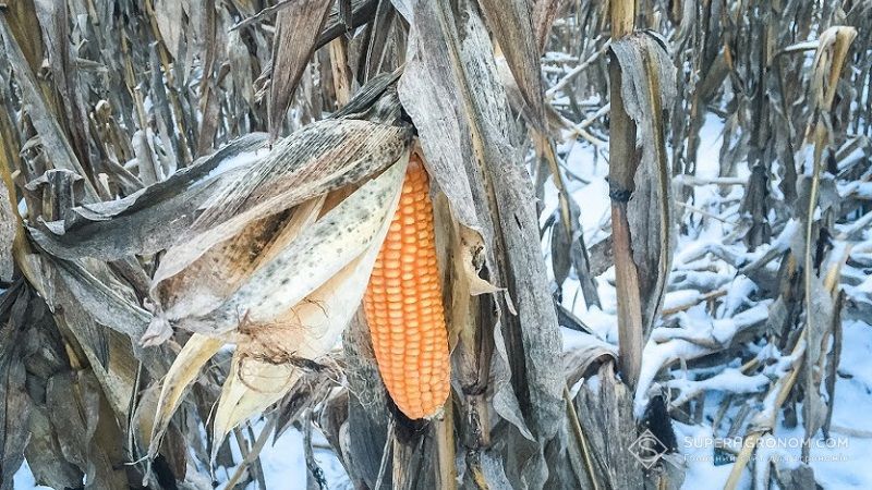 Майже 20% площ під кукурудзою залишаються незібраними