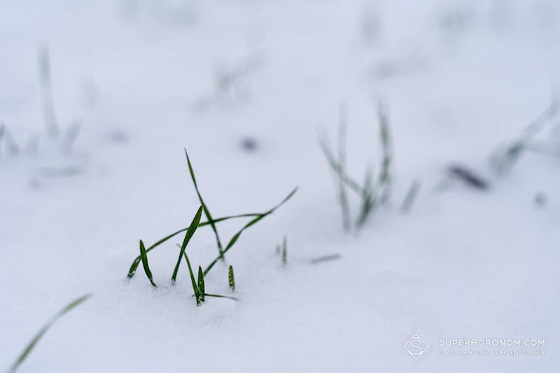 Озимина під снігом