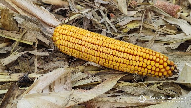 Вибір ФАО кукурудзи залежить від регіону та наявності власної сушарки — досвід