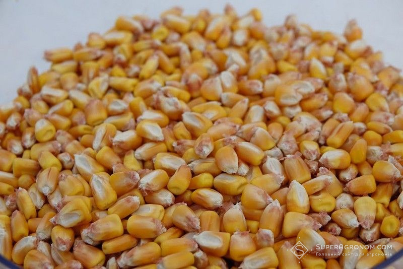 Зерно кукурудзи