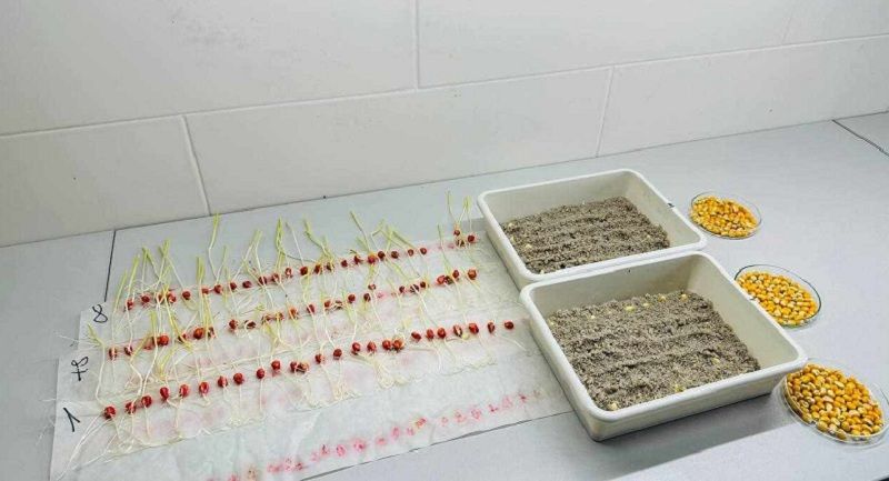 Холодовий тест насіння кукурудзи, що визначає схожість за несприятливих умов, пропонує Ukravit Institute