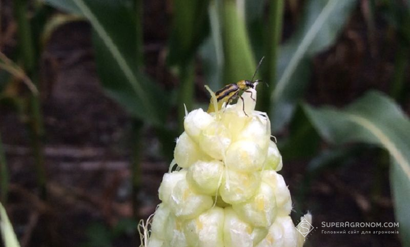 Імаго кукурудзяного жука