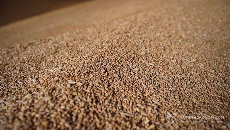 Експорт пшениці