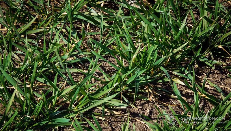 10 т/га пшениці на Дніпропетровщині отримати можна, потрібен сорт і належне живлення — науковець