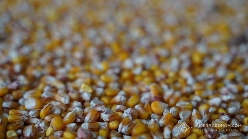 Ціни на кукурудзу укріпились, на сою та соняшник — зростають