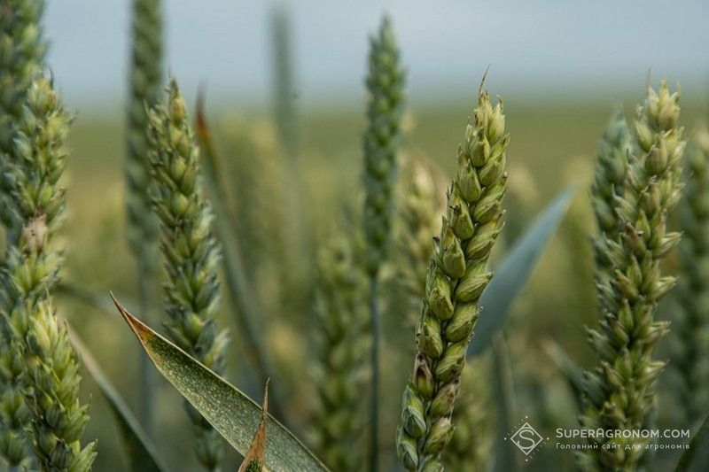 Озима пшениця Пшениця