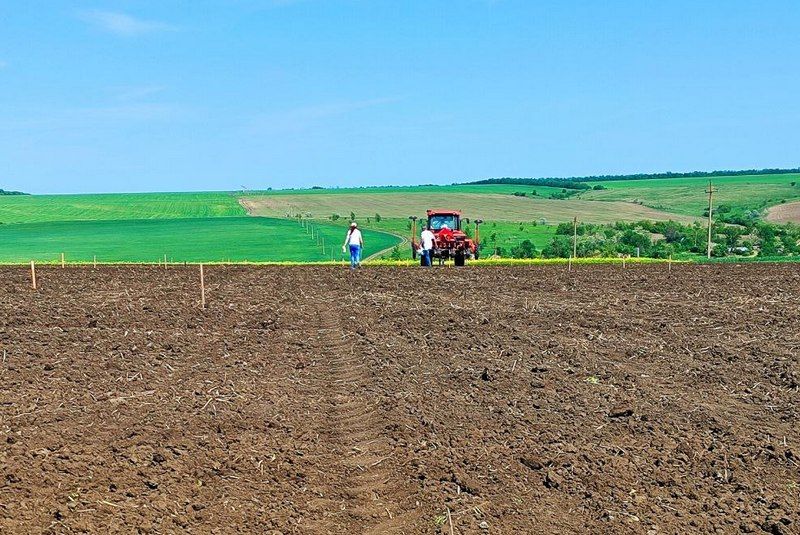 Вирощування бавовнику може стати альтернативою пшениці і ячменю на Одещині: науковці засіяли експериментальні поля