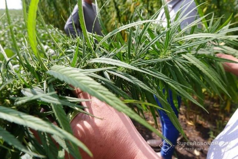 Заробити 12 мільйонів гривень можливо на 100 га конопель Заробити 12 мільйонів гривень можливо на 100 га конопель