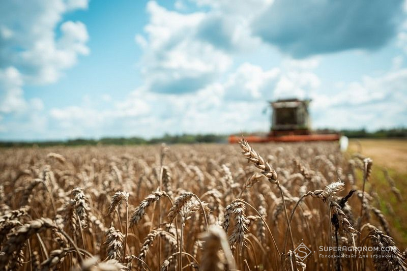 Збирання озимої пшениці